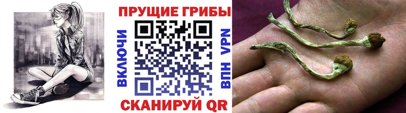 Псилоцибиновые грибы мицелий  Шахунья 